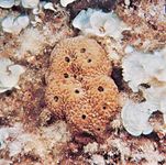 (Top) Spongia, (centre) Hippospongia communis, and (bottom) Spongia