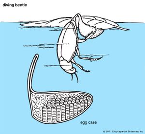 predaceous diving beetle