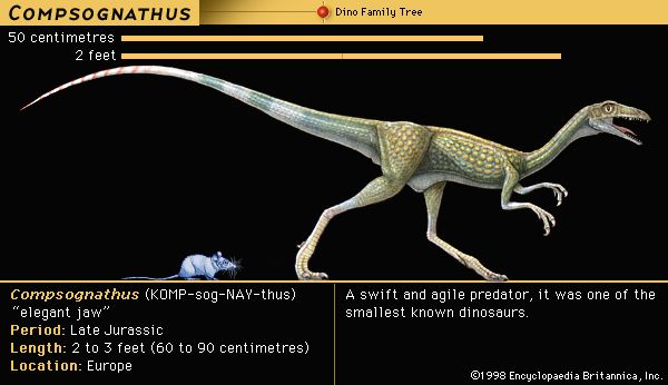 Compsognathus