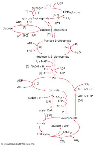 Glucose and glycogen catabolism and biosynthesis
