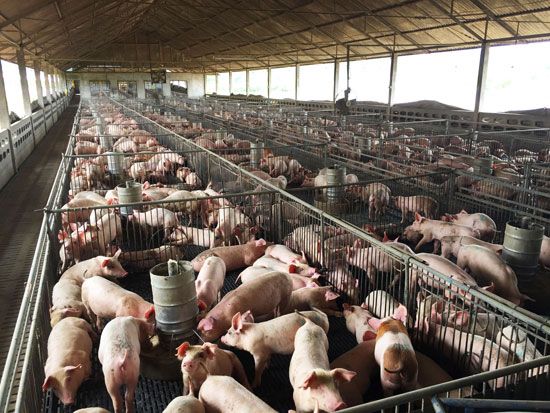 pig breeding