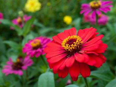 zinnia
