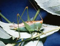 meadow grasshopper