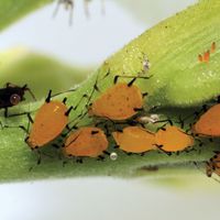 oleander aphids