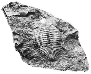 trilobite