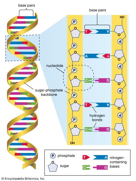 DNA; human genome