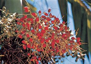 Betel palm nuts