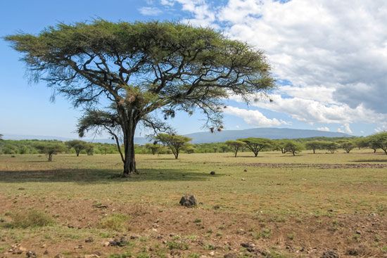 Serengeti National Park: acacia trees