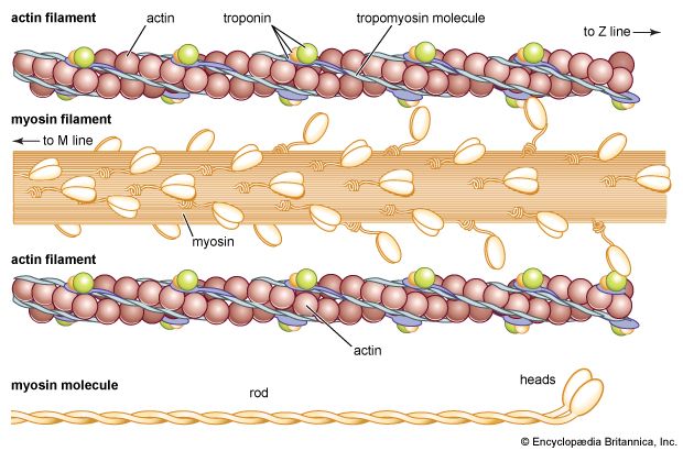 Muscle: actin and myosin