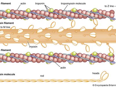 Muscle: actin and myosin