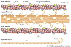 Muscle: actin and myosin