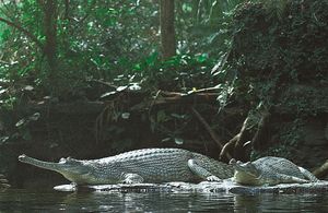 Gavial