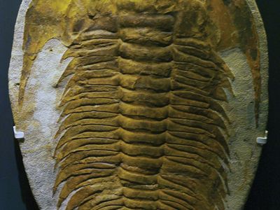 trilobite