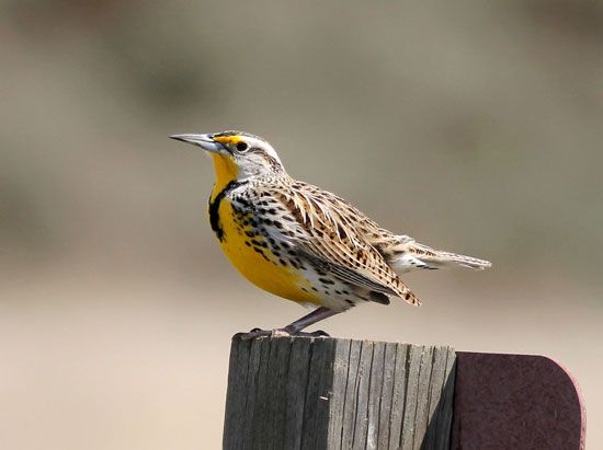 Oregon state bird