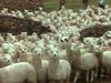 Follow alpaca shearing and wool processing and weaving in the Andes