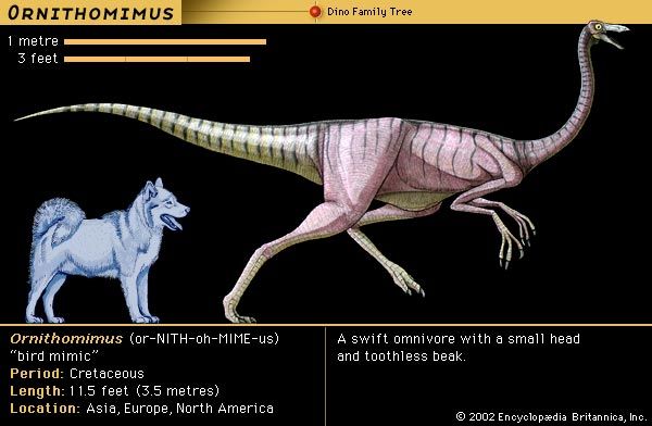 Ornithomimus