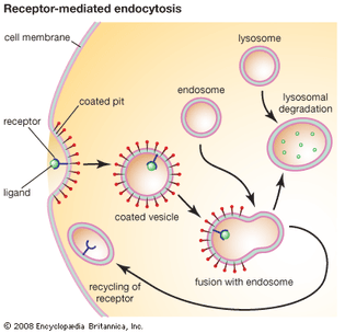 receptor-mediated endocytosis