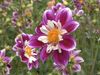 The video thumbnail image shows a purple and pink flower in a field.