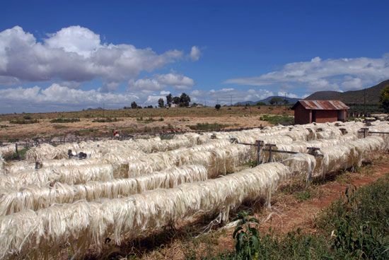 Tanzania: sisal processing