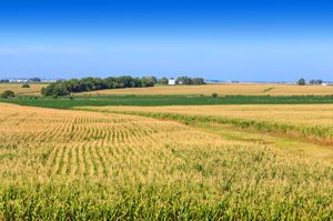 Illinois cornfield