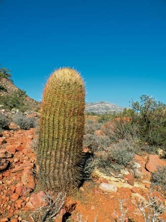 barrel cactus