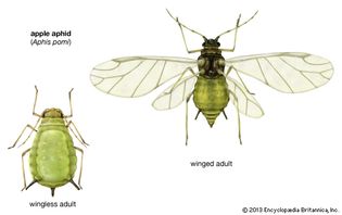 apple aphid (Aphis pomi)