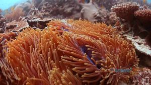 Explore the biodiversity of Heron Island