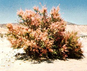 Tamarisk (Tamarix)