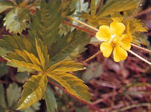 common cinquefoil