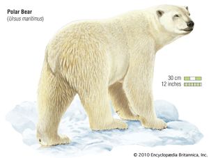polar bear