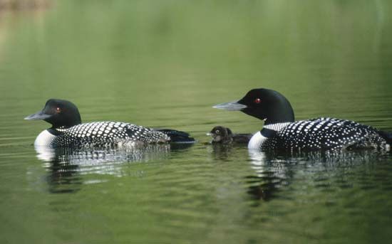 common loons (Gavia immer)