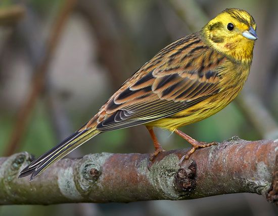 Alabama state bird