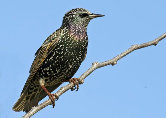 European, or common, starling
