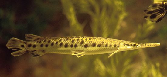 Spotted gar