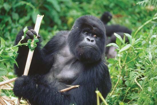 Rwanda