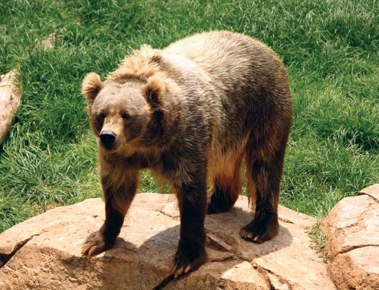 brown bear