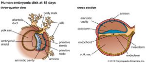 human embryonic development