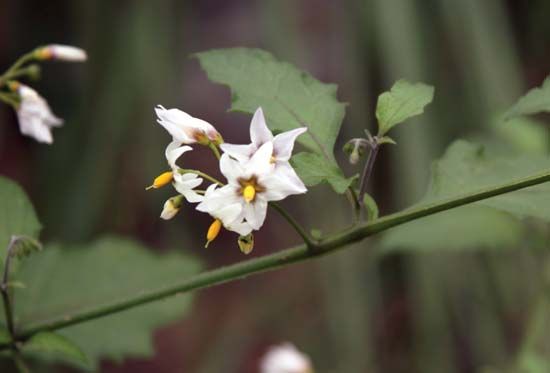 Nightshade