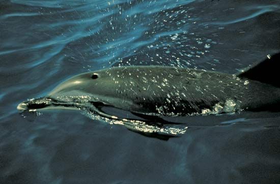 dolphin