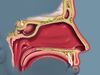 Learn how the olfactory bulb in the brain processes the information from the olfactory receptors lining the nose