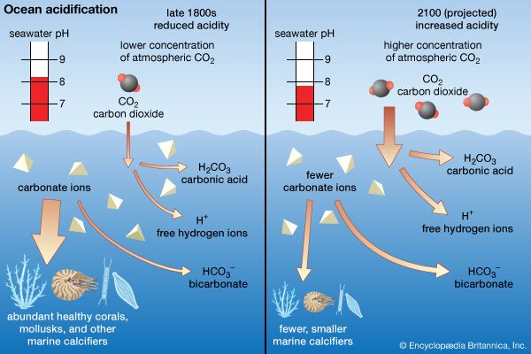 ocean acidification