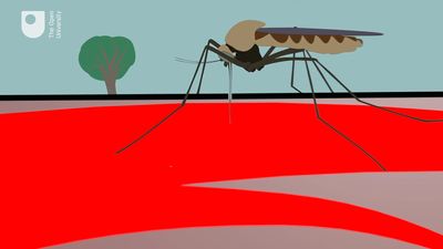 Know about zoonosis disease and how it spreads from animals to humans
