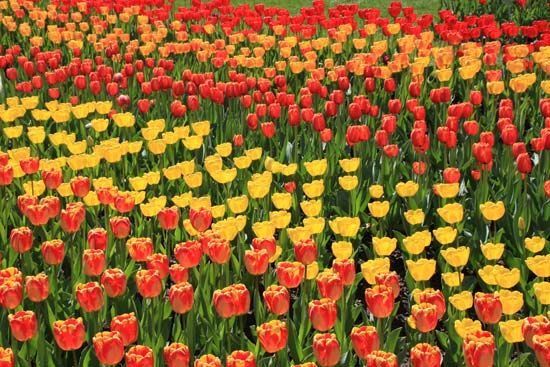 tulips