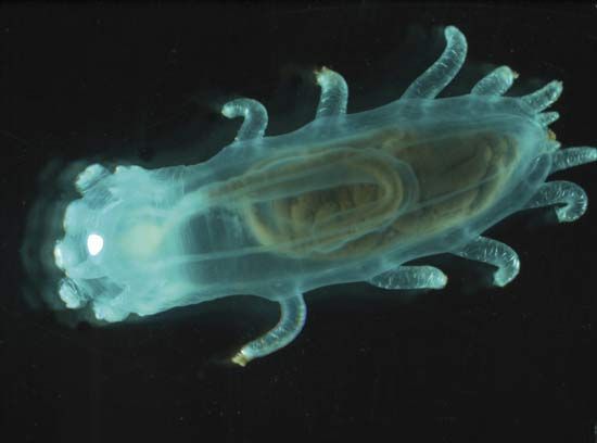 sea cucumber