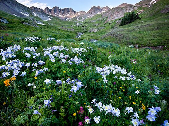 blue columbine