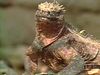 Unique traits of the Galapagos marine iguana