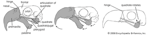 macaw cranium