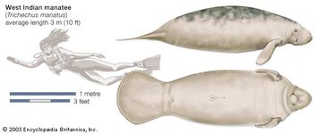 West Indian Manatee (Trichechus manatus)