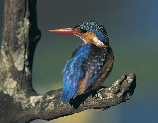 kingfisher