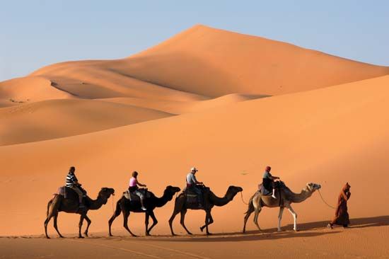 camels in the Sahara